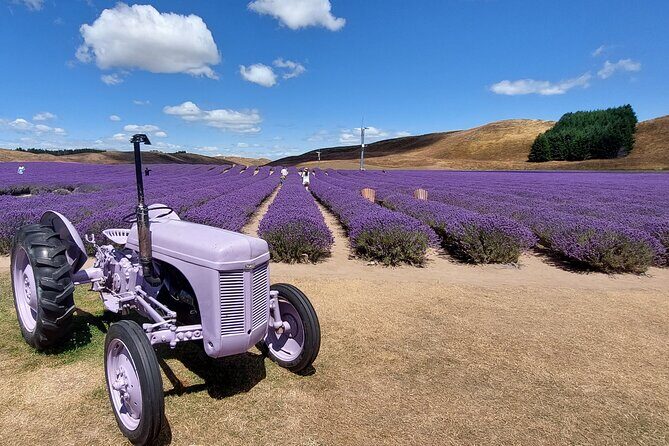12 Day New Zealand Private Tour from Auckland to Queenstown - North Island Warm-Up: Auckland Museum, Hobbiton, Rotorua, and the Rail to Wellington