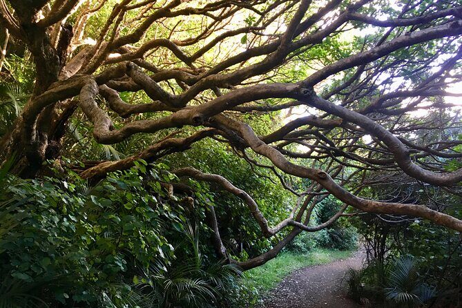 6 Hours Sightseeing Tour in Auckland - What makes this tour worth your time (and money)