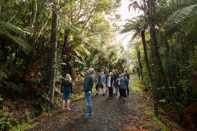 Afternoon Piha Beach and Rainforest Tour from Auckland - Guides and the storytelling that changes how you see the coast