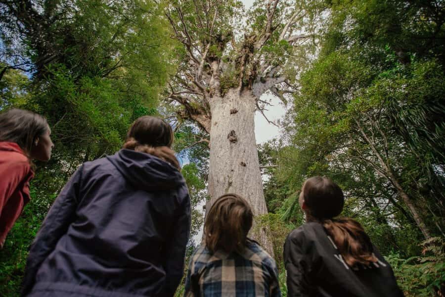 Auckland: 2-Day Bay of Islands Small Group Tour with Cruise - Waipoua Forest and Tāne Mahuta: nature with meaning, not just photos