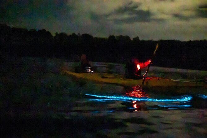 Auckland Bioluminescence Kayak Tour - The booking decision: should you do it?