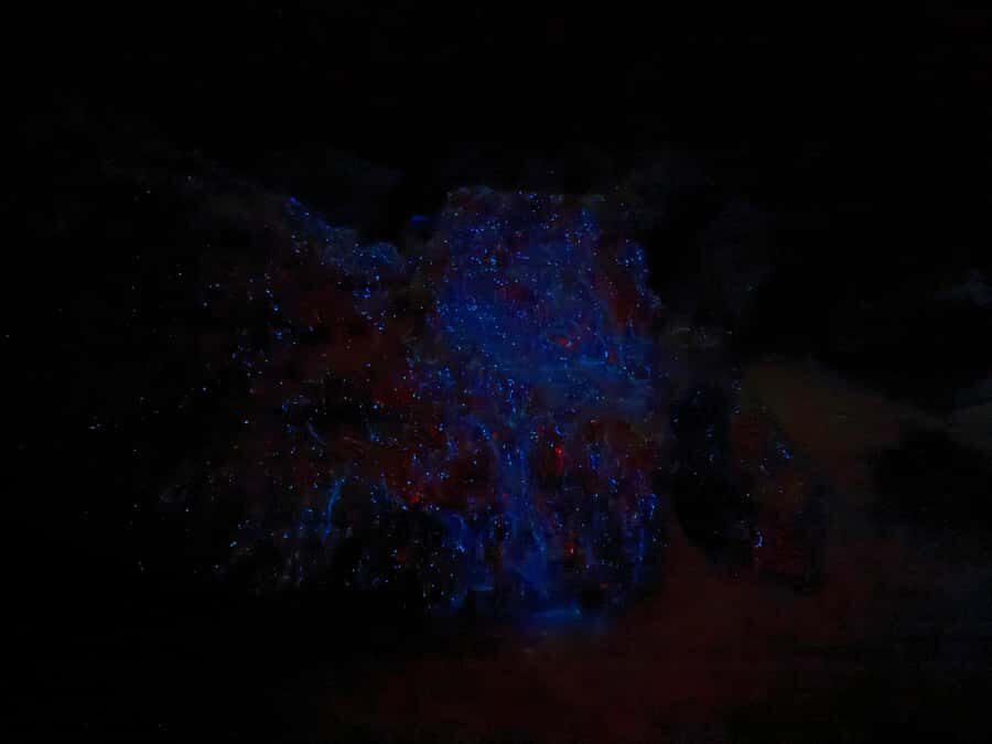 Auckland: Bioluminescence Kayak Tour with Guide - Key takeaways before you book