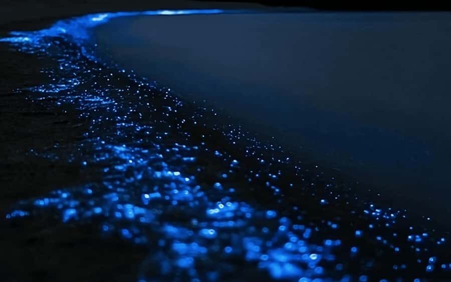 Auckland: Bioluminescence Kayak Tour with Guide - What Bioluminescence Is Like Up Close (When Conditions Behave)
