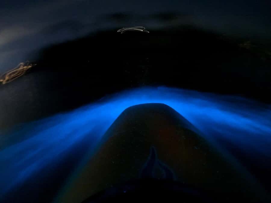 Auckland: Bioluminescence Kayak Tour with Guide - Who This Tour Fits Best, and Who Should Skip It