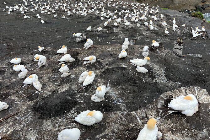 Auckland City and West Coast Black Sand Beach Full Day Tour - Mount Eden And Bastion Point: Auckland’s Best “Big Picture” Start