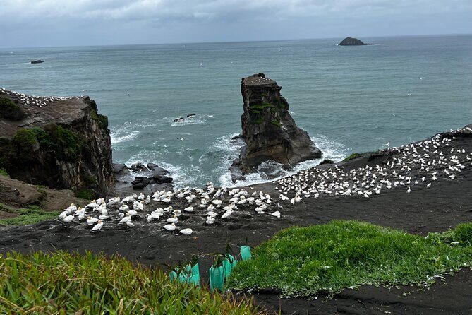 Auckland City and West Coast Black Sand Beach Full Day Tour - Muriwai Gannets And Beach Time: Wildlife Viewing Without the Trek