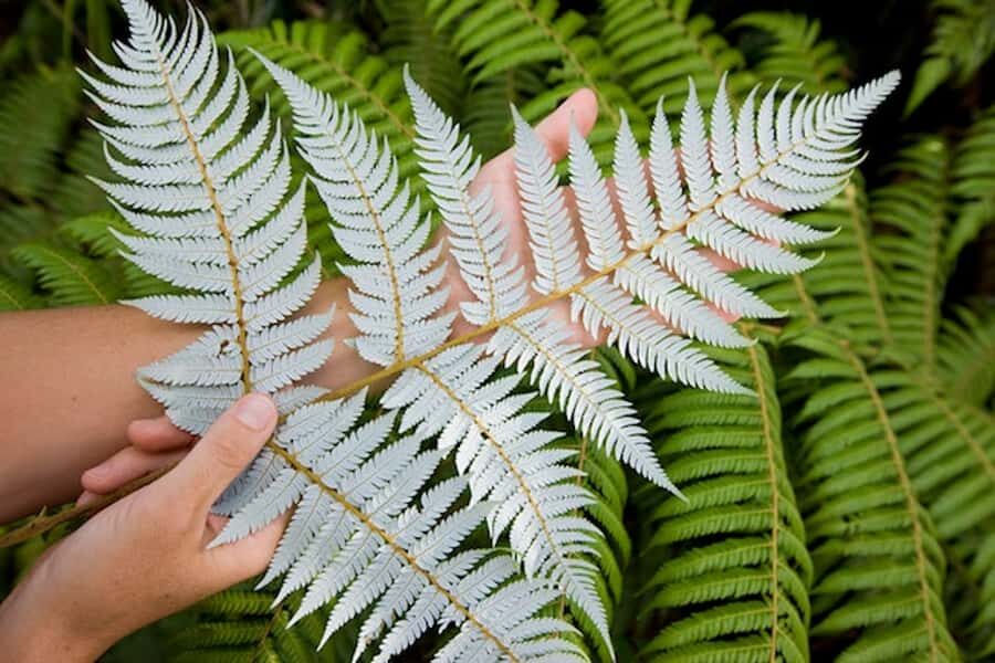 Auckland City and West Coast Luxury Tour - Arataki Visitor Centre: the Waitākere Ranges start point