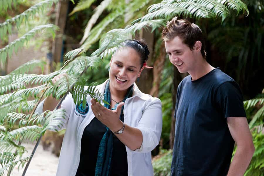 Auckland City and West Coast Luxury Tour - Rangitoto Island views and Hauraki Gulf context