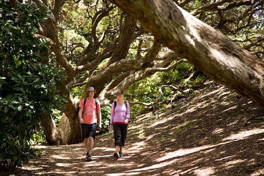 Auckland City and West Coast Luxury Tour - How the “luxury” part changes your day