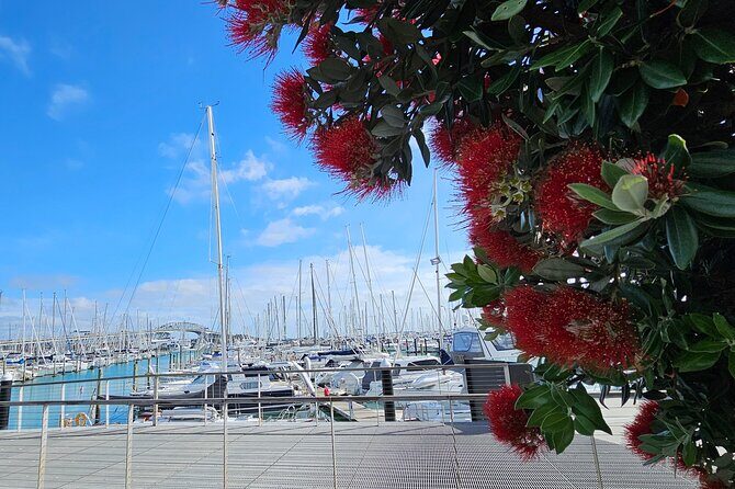 Auckland City Halfday Private Tour - Auckland City Halfday Private Tour: A Practical Way to Get Your Bearings