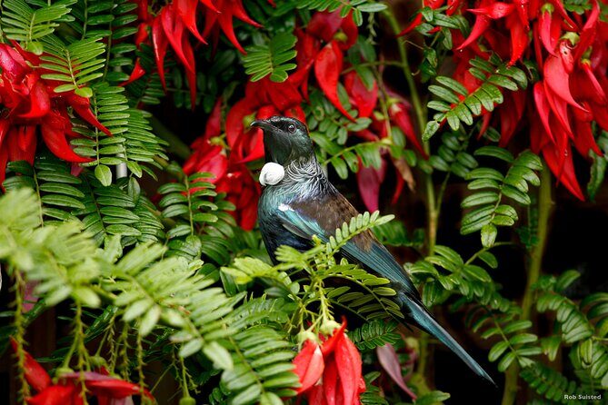 Auckland City Highlights, Afternoon Piha Beach & Rainforest Tour - Piha black-sand beach: how to enjoy it when the weather turns
