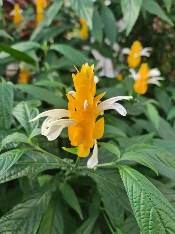 Auckland City Highlights Half Day Tour - Domain Wintergardens: a calm pause in the middle of the day