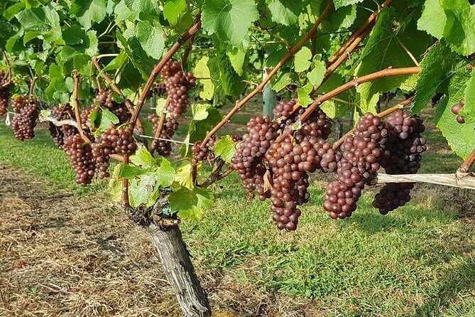 Auckland City Tour & Kumeu Wine Country Includes Wine Tastings & Lunch - Price and Pace: Is $248.23 Worth It?