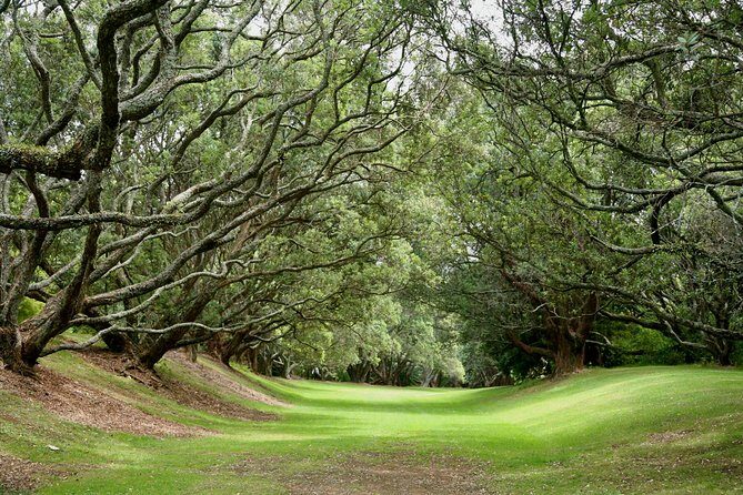 Auckland Coastal Experience - Small Group City & Beach Tour Incl. Wine Tasting - Auckland Domain time: space to reset between big stops