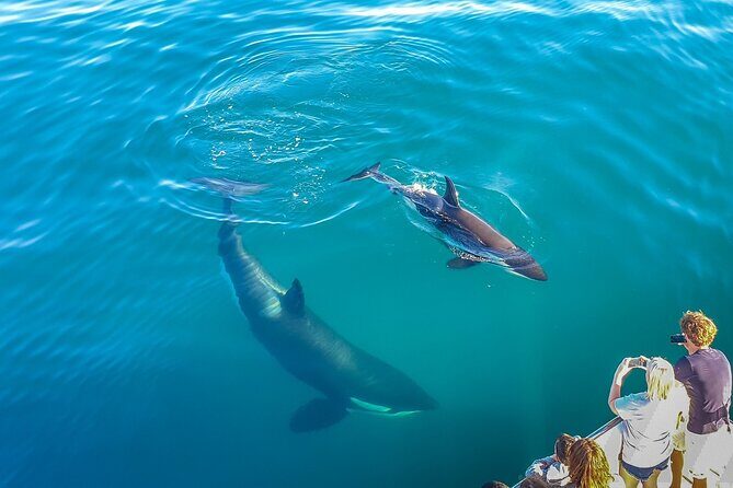 Auckland Dolphin and Whale Watching Eco-Safari Cruise - Key things to know before you go