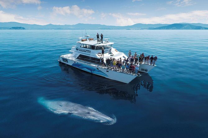 Auckland Dolphin and Whale Watching Eco-Safari Cruise - Starting From Viaduct Harbour, Right Where You Want To Be