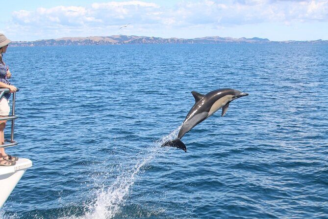 Auckland Dolphin and Whale Watching Eco-Safari Cruise - Why the Science-Backed Commentary Changes the Feel of the Trip