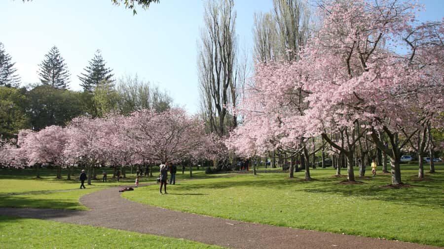 Auckland: Full-Day City Tour - Key highlights worth knowing before you go