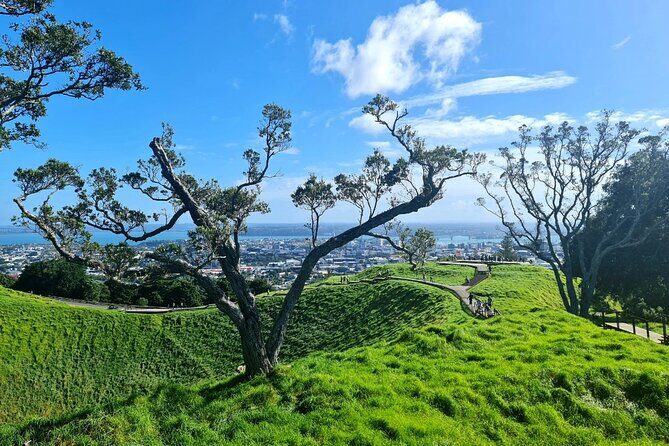 Auckland Half Day City Tour - Heart of Auckland - Price and Value: Is $99.29 Worth It?