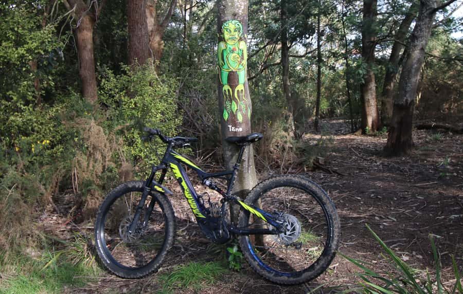 Auckland Half-Day Ebike Tour Excursion - Key reasons this Auckland e-bike loop is worth your time