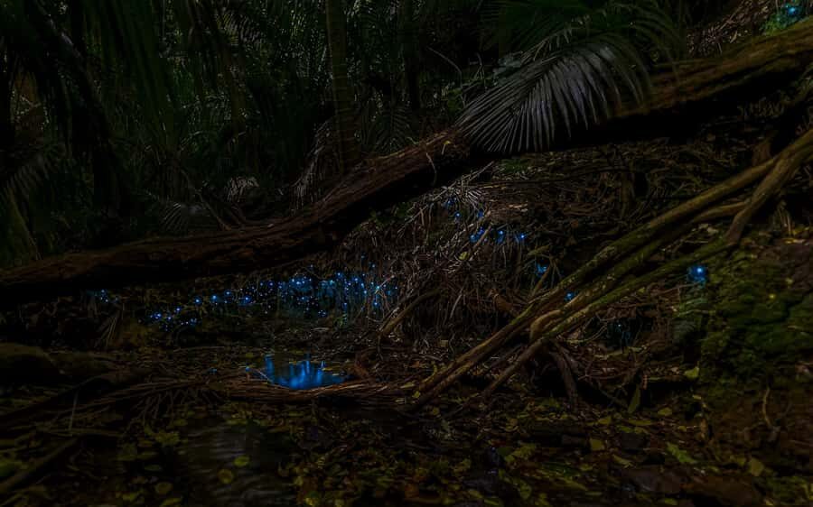 Auckland: Inner-City Glowworm Experience in Ancient Volcano - Key points worth knowing before you go
