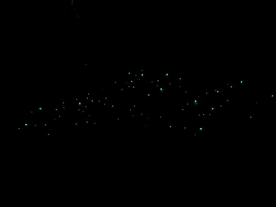 Auckland: Inner-City Glowworm Experience in Ancient Volcano - Auckland Domain’s volcanic glowworm show: what you’re really signing up for