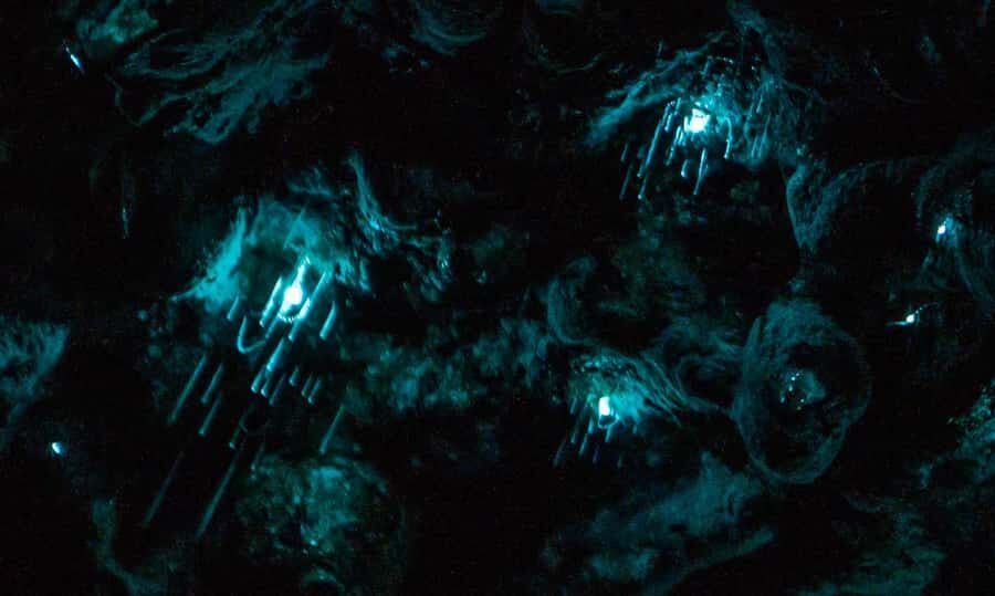Auckland: Inner-City Glowworm Experience in Ancient Volcano - The 1-hour itinerary in plain terms: stops, surprises, and why the flow works