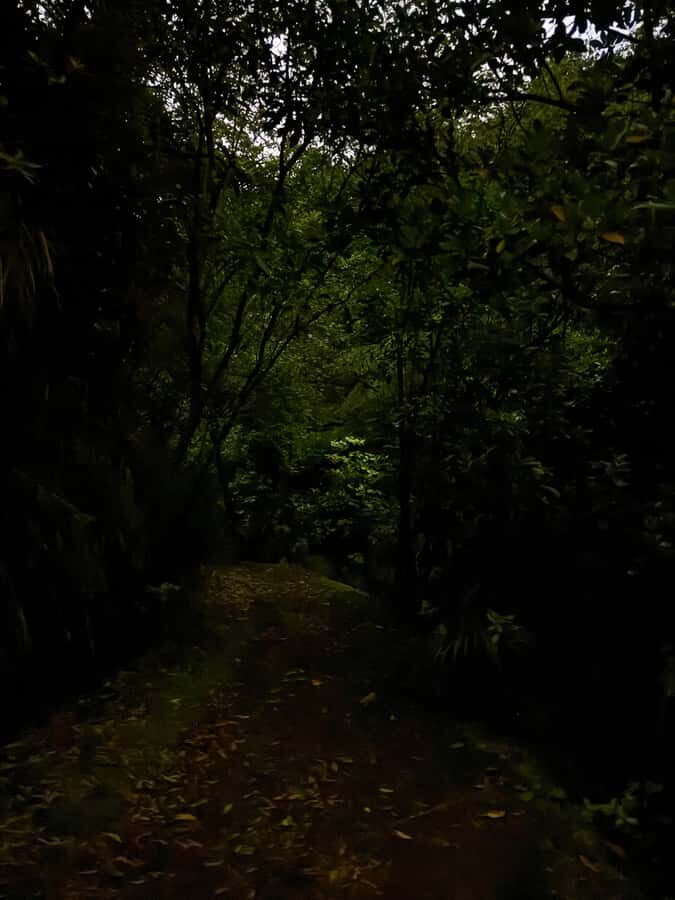 Auckland: Inner-City Glowworm Experience in Ancient Volcano - Price and value: is $35 for an hour worth it?