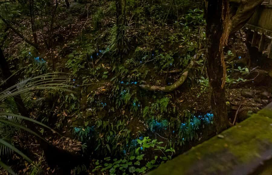 Auckland: Inner-City Glowworm Experience in Ancient Volcano - How tough is the walk? A practical reality check for your body