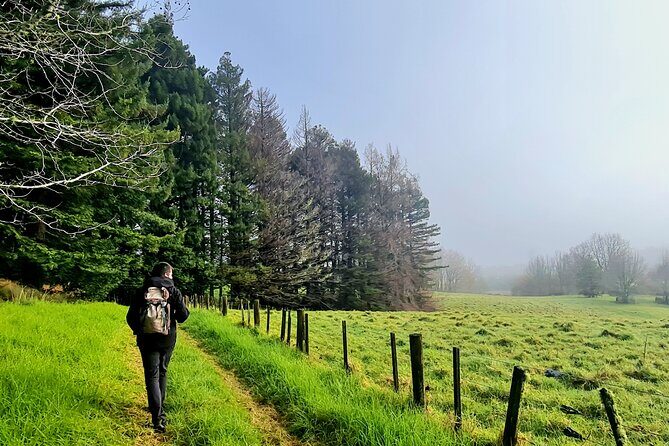 Auckland Nature Tour - One Tree Hill: walking under trees with cattle and sheep