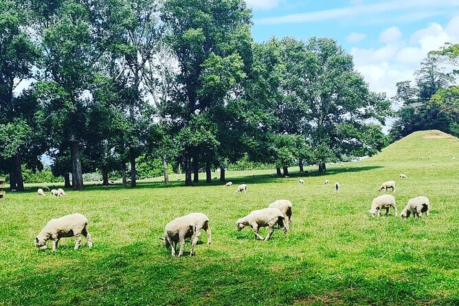 Auckland Nature Tour - Who should book this Auckland nature tour (and who should skip it)
