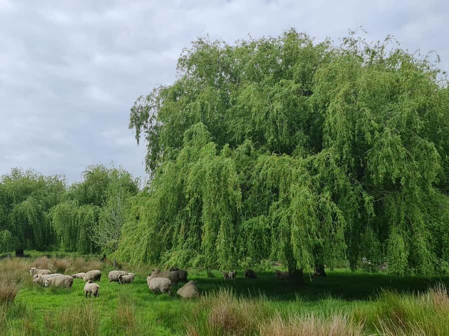 Auckland Nature Tour - Should you book it? My decision guide