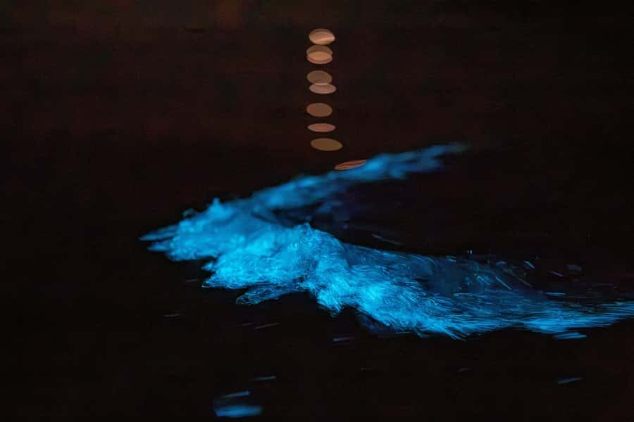 Auckland: Night Kayak Tour in Glowing Bioluminescent Waters - Sea Sparkle on Auckland Water: What You’re Really Seeing