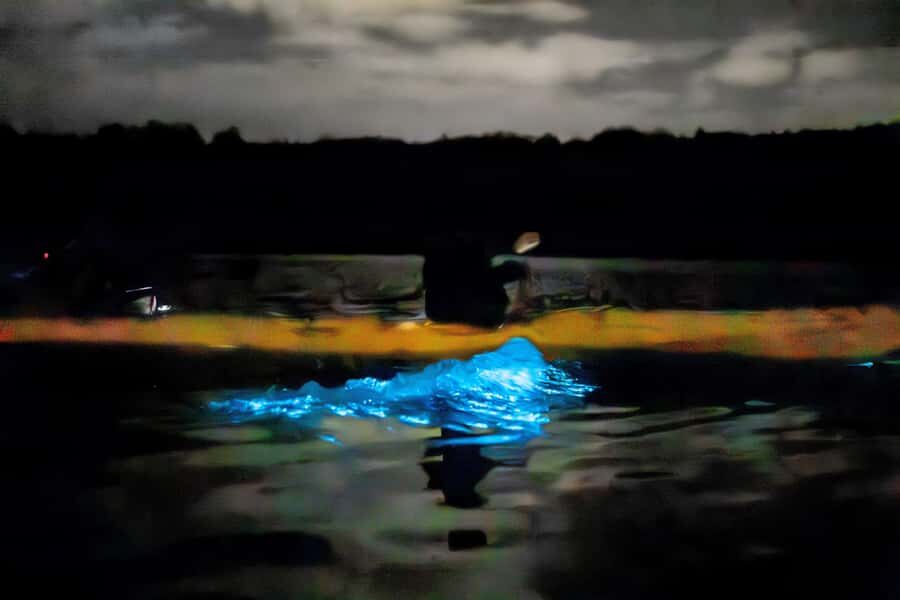 Auckland: Night Kayak Tour in Glowing Bioluminescent Waters - The Science Part: Four Microorganisms and the Marine Aurora