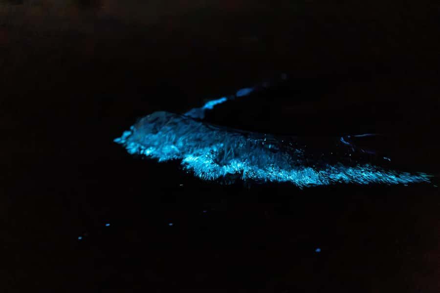 Auckland: Night Kayak Tour in Glowing Bioluminescent Waters - Price and Value: Is This $56 Worth It?