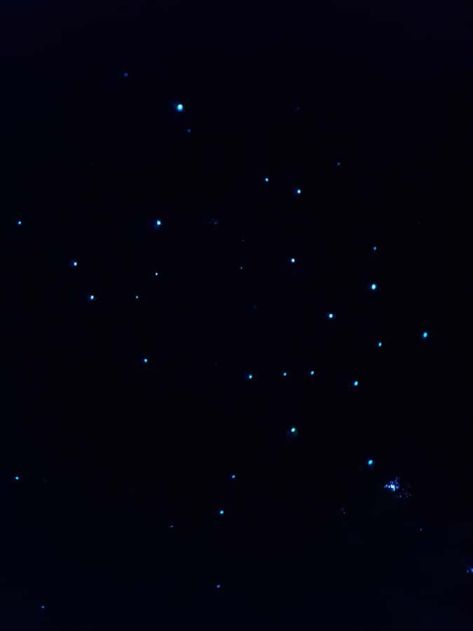 Auckland North Shore Glowworm Tour - Entering Awaruku Reserve after dusk