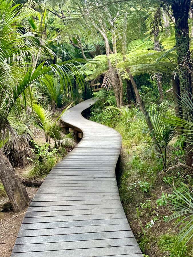 Auckland: Piha Beach, Rainforest, & Mount Eden Private Tour - What the 5 Hours Feels Like: Timing, Pace, and Comfort
