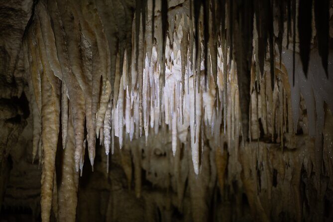 Auckland: Rotorua Māori Village, Waitomo Caves & Lunch - Picnic Lunch in Rotorua: A Geothermal-Setting Meal You’ll Actually Enjoy