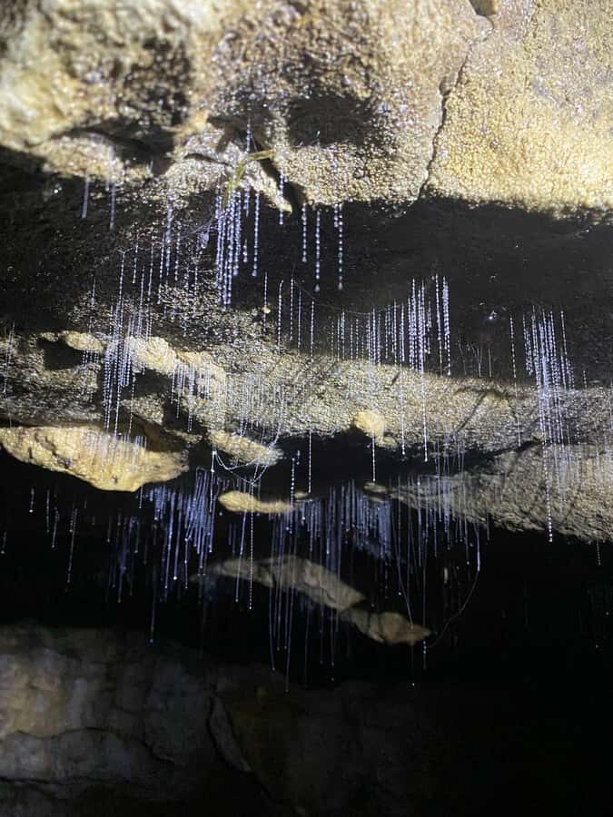 Auckland: Spellbound Glowworm Caves Explorer Tour - Back in the van: how to make the return feel worth it