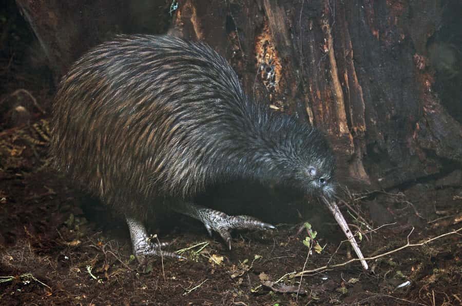 Auckland (Tawharanui): Wild Kiwi Bird Spotting Encounter - Tāwharanui Regional Park at night: why this place feels special