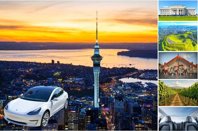 Auckland: Tikapa Moana Dolphin, Whale and Island Cruise - Live Commentary: Stories That Connect Land, Sea, and Conservation