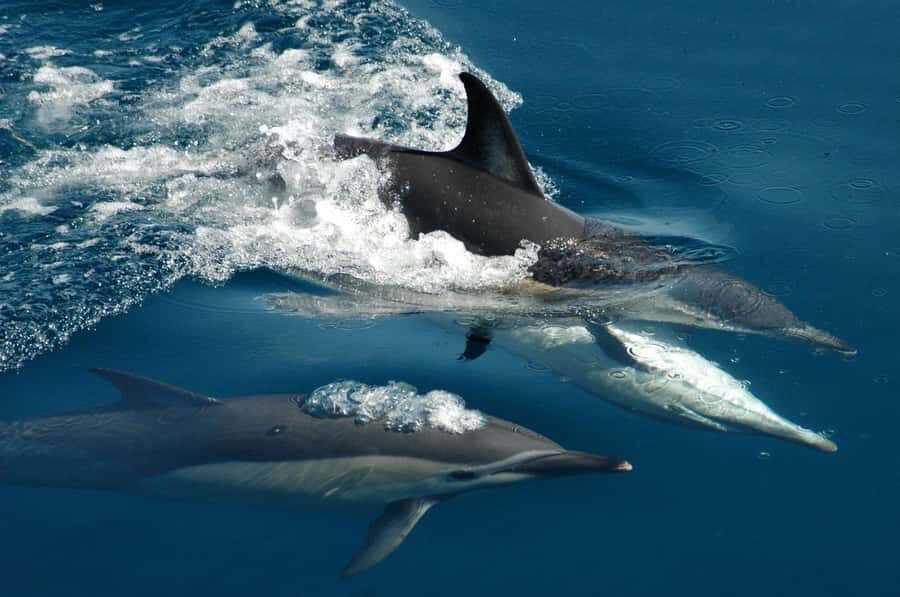 Auckland: Tikapa Moana Whales, Dolphins and Islands Cruise - Auckland Viaduct to the Hauraki Gulf: what the day feels like