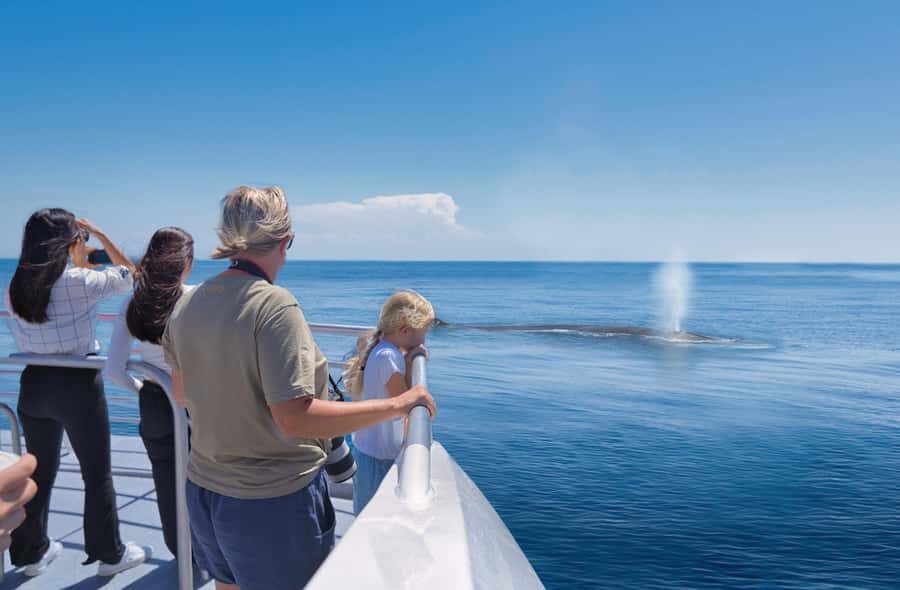Auckland: Tikapa Moana Whales, Dolphins and Islands Cruise - The real decision: Rotoroa Island or Man O’ War on Waiheke