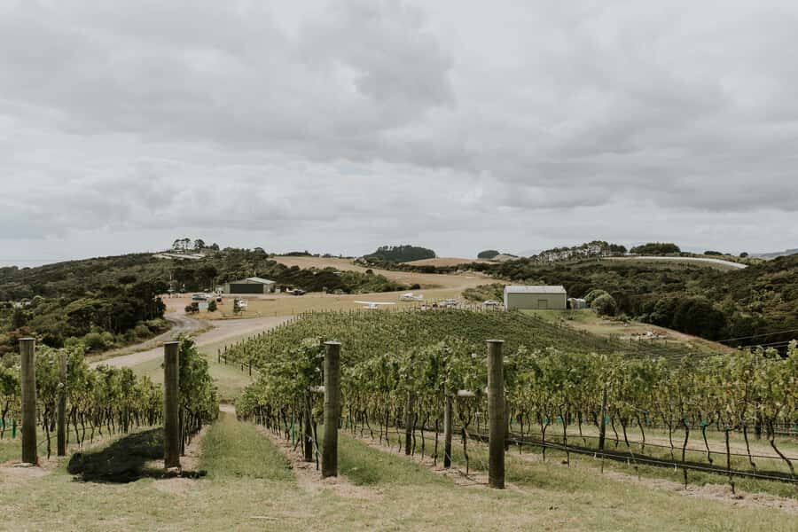 Auckland: Waiheke Island Wine and Food Tasting with Flights - Small Group Touring: Why Limited to 9 People Helps More Than You’d Think
