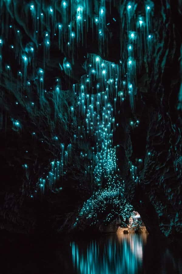 Auckland: Waitomo Caves & Rotorua - Te Puia Small-Group Tour - Key things that make this Auckland to Waitomo and Rotorua tour special