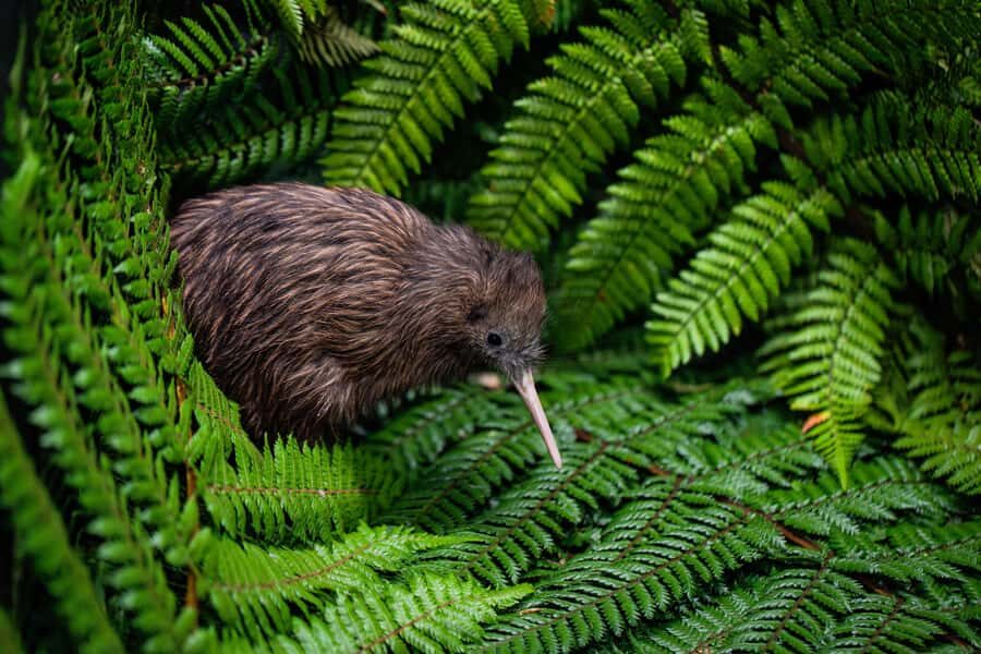 Auckland: Waitomo Caves & Te Puia Rotorua w Picnic Lunch - The picnic lunch reset in the Waikato countryside