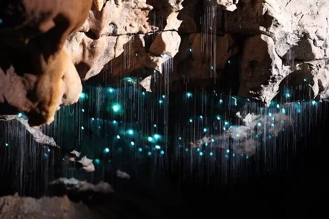 Auckland : Waitomo Spellbound Glow Worm Twin Caves Private Tour - Price and value: does $465.43 make sense?