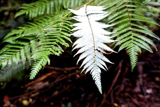 Auckland West Coast Half-Day Private Tour - Price and Value: Is $176.27 Per Person Worth It?