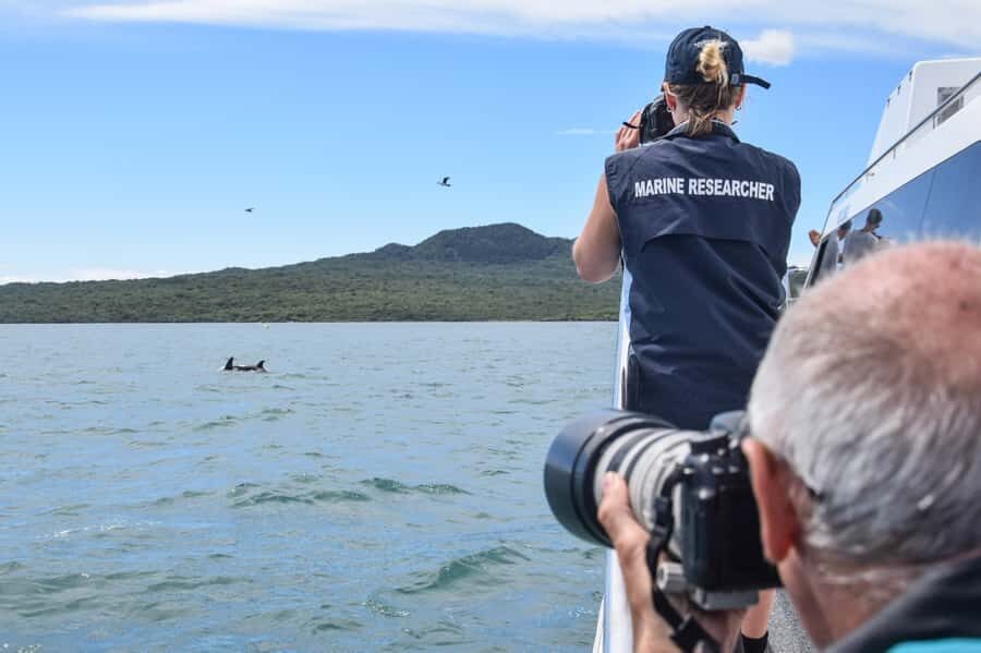 Auckland: Whale and Dolphin Watching Half-Day Eco Cruise - Ethical conservation in practice: what your ticket supports