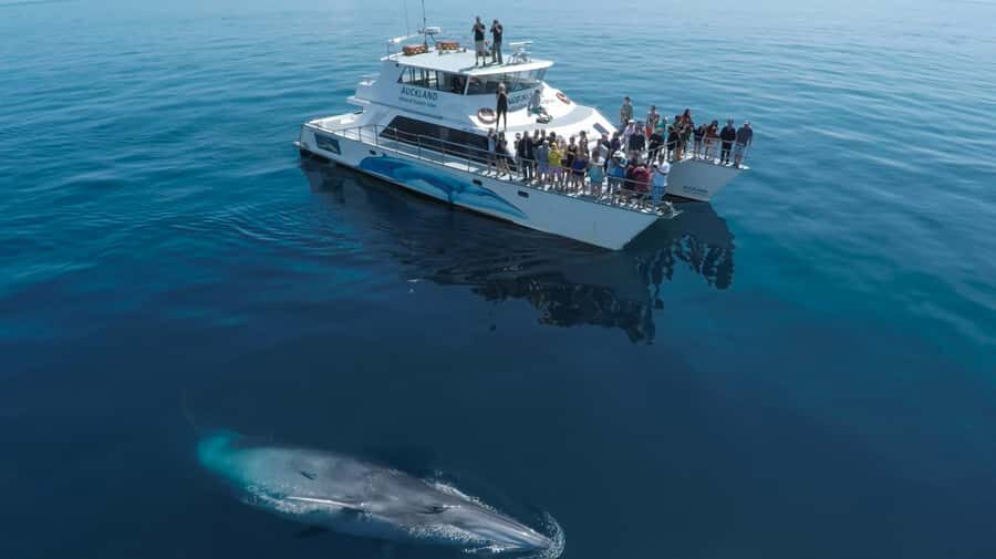 Auckland: Whale and Dolphin Watching Half-Day Eco Cruise - Leaving Auckland on the Dolphin Explorer catamaran